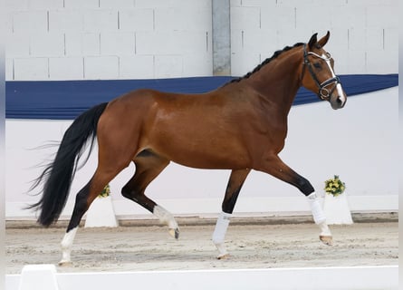 German Riding Pony, Mare, 3 years, 15.1 hh, Brown