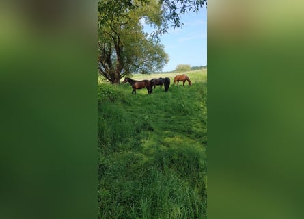 German Riding Pony, Mare, 3 years, 15.2 hh, Bay-Dark