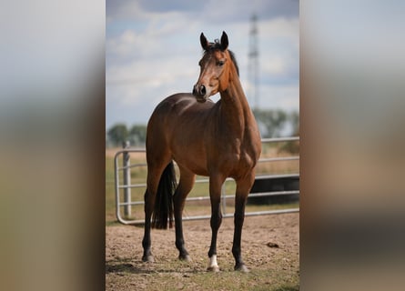 German Riding Pony, Mare, 3 years, 15.2 hh, Brown