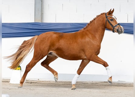 German Riding Pony, Mare, 3 years, Chestnut-Red
