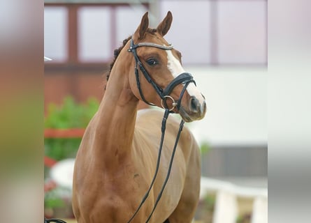 German Riding Pony, Mare, 3 years, Chestnut-Red