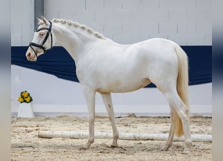 German Riding Pony, Mare, 3 years, Cremello