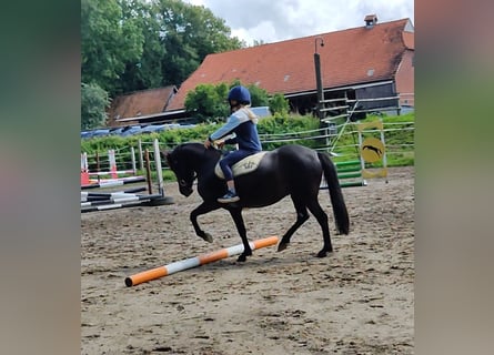 German Riding Pony, Mare, 4 years, 13,1 hh, Black