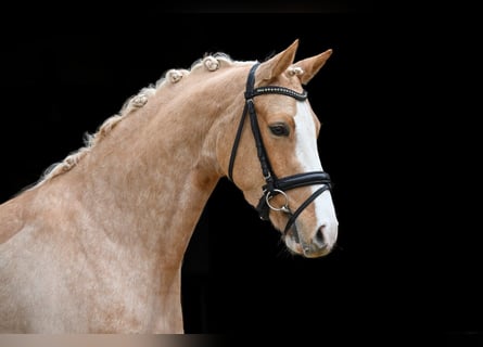 German Riding Pony, Mare, 4 years, 13.1 hh, Palomino