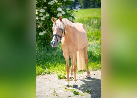 German Riding Pony, Mare, 4 years, 13.2 hh, Red Dun