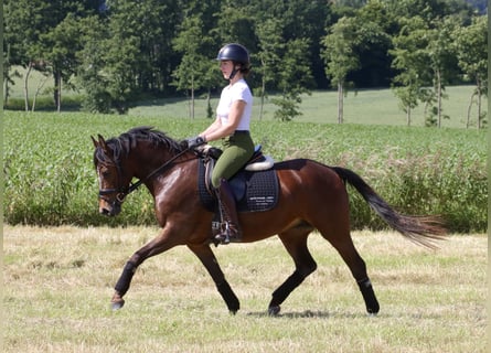 German Riding Pony, Mare, 4 years, 13.3 hh, Bay-Dark