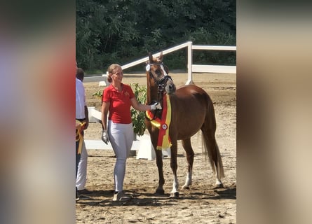 German Riding Pony, Mare, 4 years, 13.3 hh, Chestnut-Red