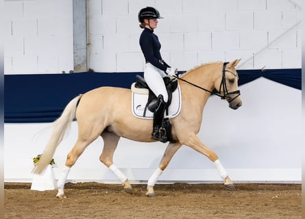 German Riding Pony, Mare, 4 years, 13.3 hh, Palomino