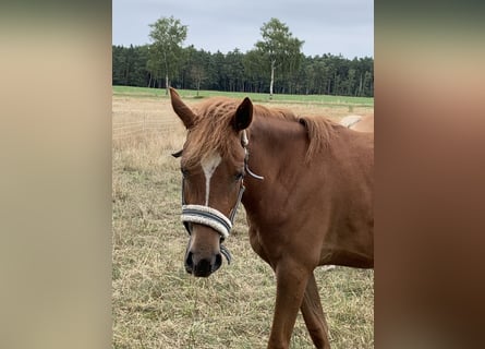 German Riding Pony, Mare, 4 years, 13,2 hh, Chestnut-Red