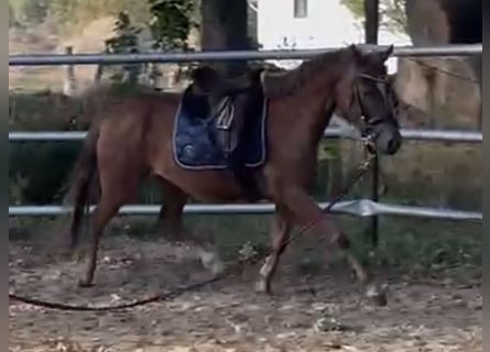 German Riding Pony, Mare, 4 years, 13,2 hh, Chestnut-Red