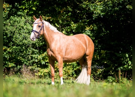 German Riding Pony, Mare, 4 years, 13,3 hh, Palomino