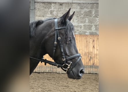 German Riding Pony, Mare, 4 years, 14.1 hh, Black