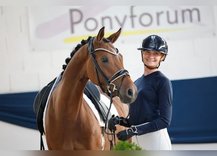 German Riding Pony, Mare, 4 years, 14.1 hh, Brown