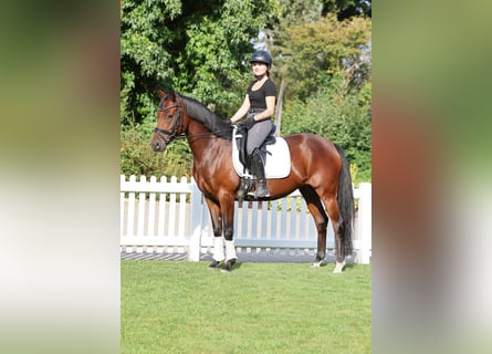 Deutsches Reitpony, Stute, 4 Jahre, 14,1 hh, Brauner