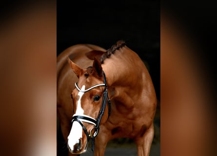 German Riding Pony, Mare, 4 years, 14,1 hh, Chestnut-Red