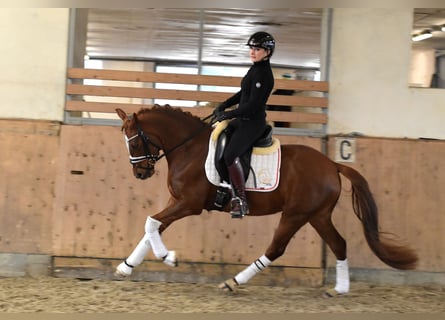 German Riding Pony, Mare, 4 years, 14.1 hh, Chestnut-Red