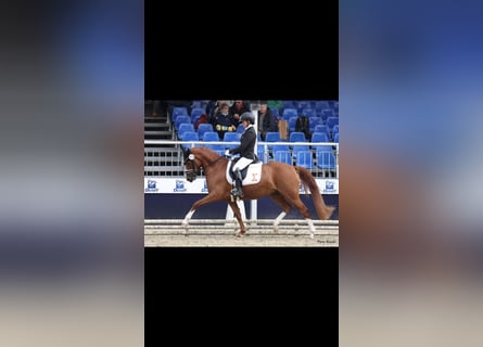 German Riding Pony, Mare, 4 years, 14.1 hh, Chestnut-Red
