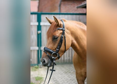 German Riding Pony, Mare, 4 years, 14.1 hh, Chestnut-Red