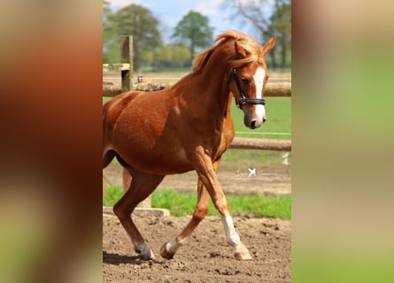 German Riding Pony, Mare, 4 years, 14.1 hh, Chestnut-Red