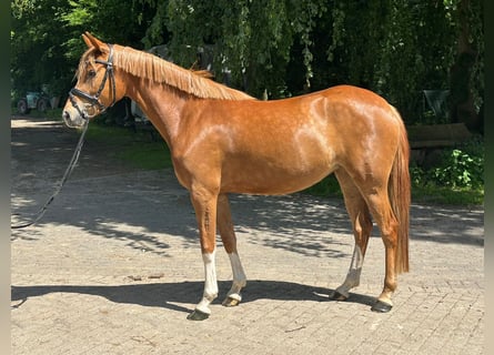 German Riding Pony, Mare, 4 years, 14.1 hh, Chestnut-Red