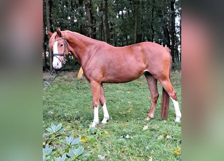 German Riding Pony, Mare, 4 years, 14.1 hh, Chestnut-Red