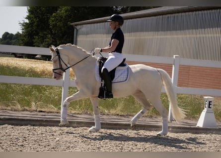 German Riding Pony, Mare, 4 years, 14.1 hh, Cremello