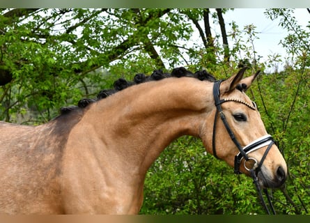 German Riding Pony, Mare, 4 years, 14.1 hh, Dun