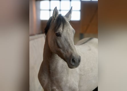 German Riding Pony, Mare, 4 years, 14.1 hh, Dun