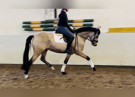 German Riding Pony, Mare, 4 years, 14.1 hh, Dun