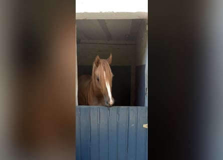 German Riding Pony, Mare, 4 years, 14.1 hh, Dun