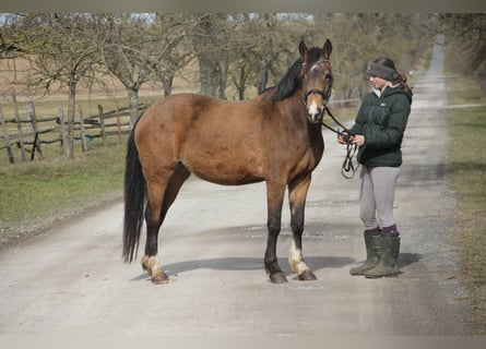 German Riding Pony, Mare, 4 years, 14,1 hh, Dun