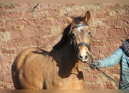 German Riding Pony, Mare, 4 years, 14,1 hh, Dun