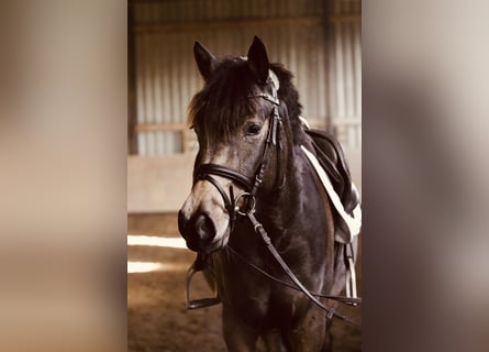 German Riding Pony, Mare, 4 years, 14,2 hh, Buckskin