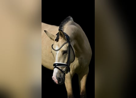 German Riding Pony, Mare, 4 years, 14.2 hh, Dun