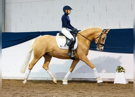 German Riding Pony, Mare, 4 years, 14.2 hh, Palomino