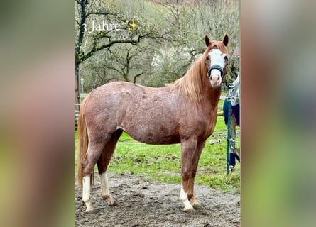 German Riding Pony, Mare, 4 years, 14.2 hh, Roan-Red