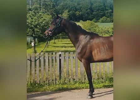 German Riding Pony Mix, Mare, 4 years, 14.3 hh, Smoky-Black