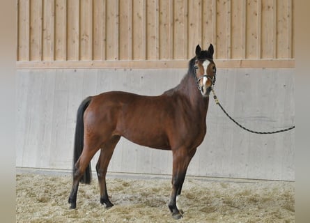 German Riding Pony, Mare, 4 years, 14 hh, Brown