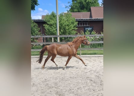 German Riding Pony, Mare, 4 years, 14 hh, Chestnut-Red