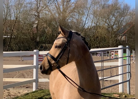 German Riding Pony, Mare, 4 years, 14 hh, Dun