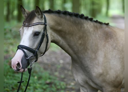 German Riding Pony, Mare, 4 years, 14 hh, Dun