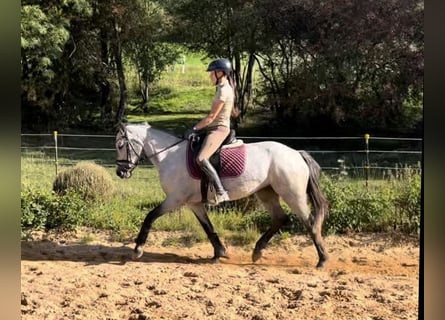 German Riding Pony, Mare, 4 years, 14 hh, Grey-Dark-Tan