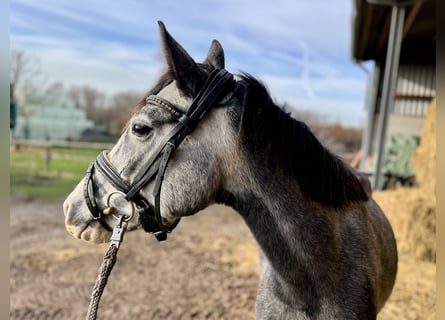 German Riding Pony, Mare, 4 years, 14 hh, Grey