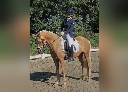 German Riding Pony, Mare, 4 years, 14 hh, Palomino