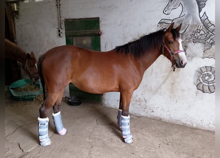 German Riding Pony, Mare, 4 years, 14,1 hh, Brown