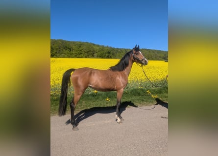 German Riding Pony Mix, Mare, 4 years, 14,1 hh, Brown