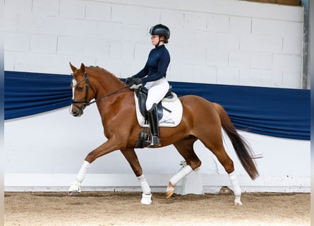 German Riding Pony, Mare, 4 years, 14,1 hh, Chestnut-Red