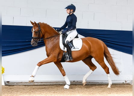 German Riding Pony, Mare, 4 years, 14,1 hh, Chestnut-Red