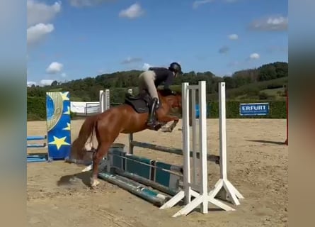 German Riding Pony, Mare, 4 years, 14,1 hh, Chestnut-Red