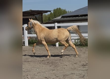 German Riding Pony, Mare, 4 years, 14,1 hh